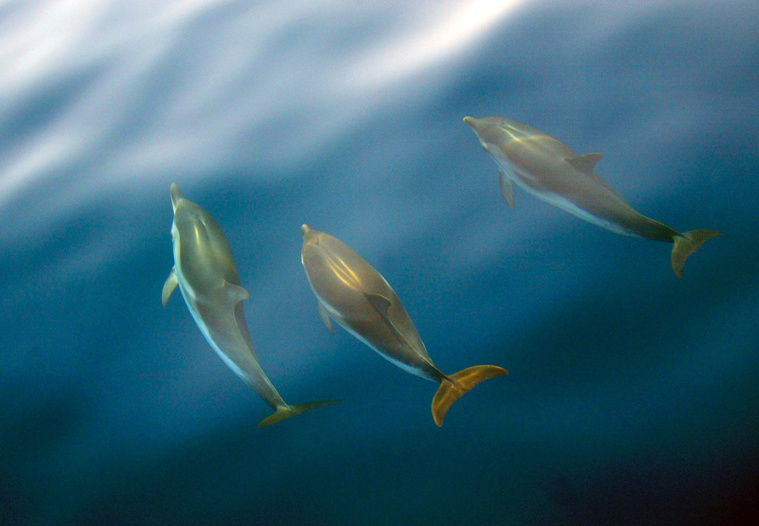 DOMINIQUE FAGET / AFP DOMINIQUE FAGET / AFP
