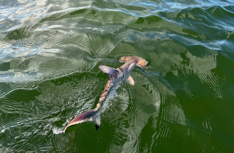 Crédit Handout / PARQUE NACIONAL GALAPAGOS / AFP Crédit Handout / PARQUE NACIONAL GALAPAGOS / AFP