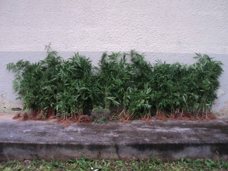 1064 pieds de cannabis saisis à Rurutu 1064 pieds de cannabis saisis à Rurutu