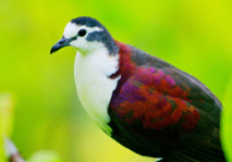 Alopecoenas erythropterus mâle ou Gallicolombe érythroptère. Cet oiseau vit aux Tuamotu. Crédit : Caroline Blainvillain.