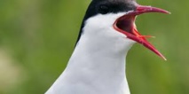 Plus de la moitié des espèces d'oiseaux d'Amérique du Nord menacée par le réchauffement