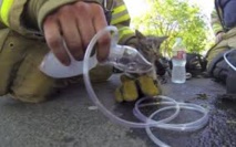 Un chat sauvé des flammes et réanimé par les pompiers à Berlin