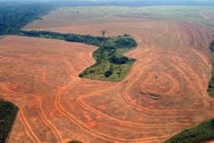 Brésil: la déforestation de l'Amazonie en hausse de 29% entre 2012 et 2013 Brésil: la déforestation de l'Amazonie en hausse de 29% entre 2012 et 2013