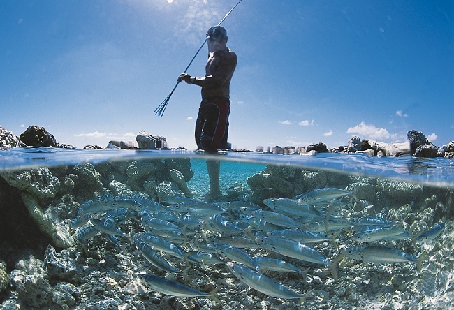 A Takaroa, la pêche au koperu dans les pièges à poissons traditionnels (Photo Philippe Bacchet, en page 46 du livre).