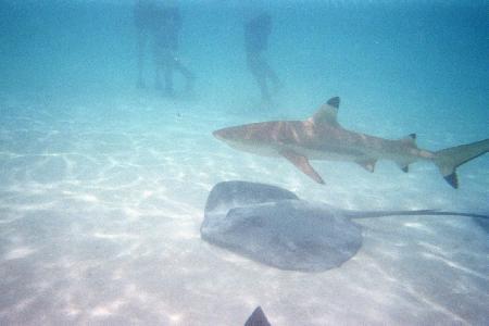 Images Une Touriste Mordue Par Un Requin A Pointes Noires Dans Le Lagon
