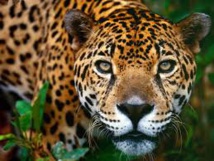 Le jaguar, roi menacé du Pantanal brésilien