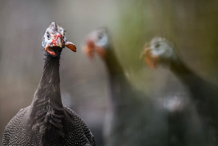 Crédit LOIC VENANCE / AFP Crédit LOIC VENANCE / AFP