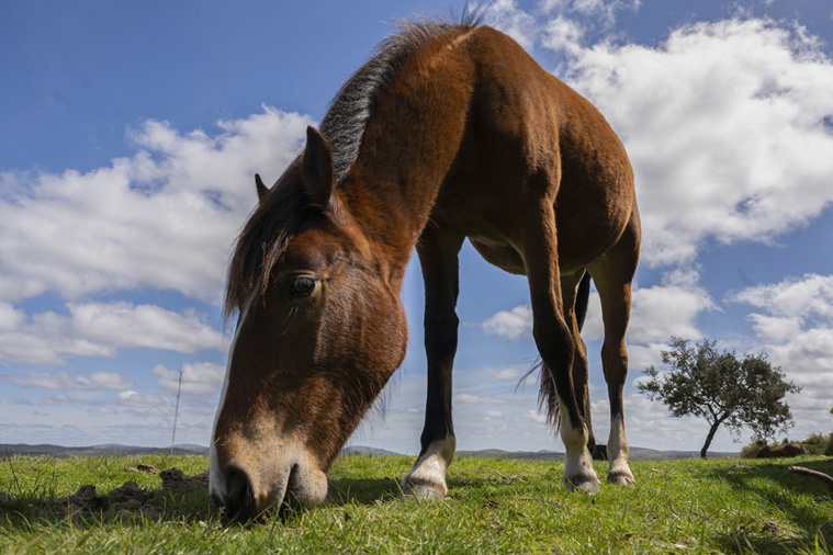 Crédit Pablo PORCIUNCULA / AFP Crédit Pablo PORCIUNCULA / AFP