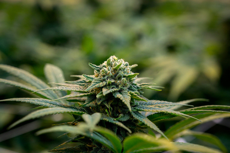 Crédit Fabrice COFFRINI / AFP Crédit Fabrice COFFRINI / AFP