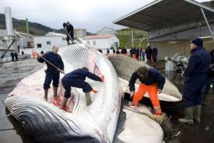 L'Islande sommée de stopper la chasse à la baleine par l'UE et une coalition internationale