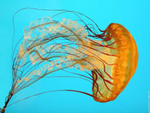 Alerte aux méduses à Moorea Alerte aux méduses à Moorea