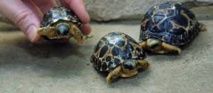 Le Pakistan remet à l'eau des tortues rares transportées en Chine par des braconniers