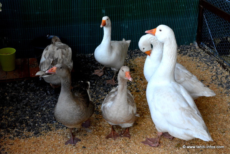 [PHOTOS] La Foire Agricole est lancée pour 10 jours