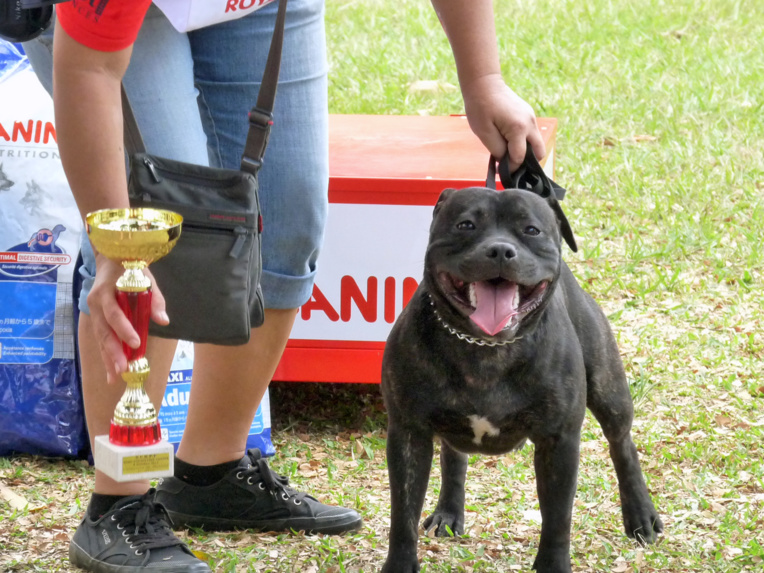 Qui succèdera à Magicmine Bullet Proof (Staffordshire Bull Terrier mâle) - Best in Show 2011 ? Qui succèdera à Magicmine Bullet Proof (Staffordshire Bull Terrier mâle) - Best in Show 2011 ?