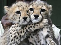 Moitié moins d'animaux sauvages sur Terre qu'il y a 40 ans Moitié moins d'animaux sauvages sur Terre qu'il y a 40 ans