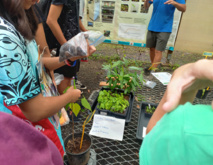 Forêts littorales, des remparts à reconstruire Forêts littorales, des remparts à reconstruire