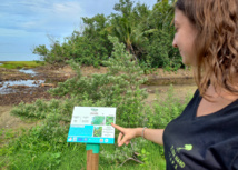 Forêts littorales, des remparts à reconstruire Forêts littorales, des remparts à reconstruire