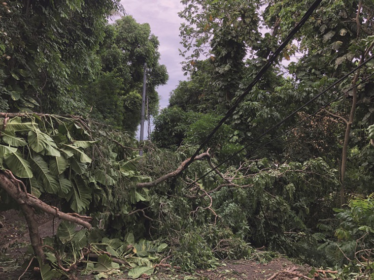 Des arbres tombés sur une ligne électrique à haute tension dans le quartier de Erima à Arue. Crédit photo: Guillaume Marchal. Des arbres tombés sur une ligne électrique à haute tension dans le quartier de Erima à Arue. Crédit photo: Guillaume Marchal.