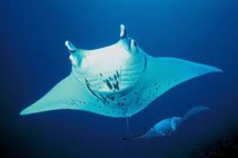 Indonésie: premières interpellations pour trafic de raies manta Indonésie: premières interpellations pour trafic de raies manta