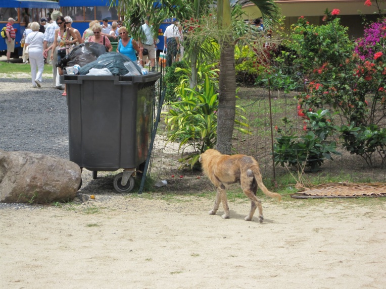 Les chiens errants sont une vision commune à Bora Bora. Ici une photo prise sur le blog du bateau de croisière The Star Princess