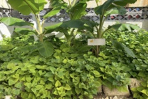 La MFR de Hao à plein régime La MFR de Hao à plein régime