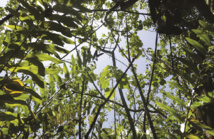 À Tahiti, la dernière sub-mangrove dans un état grave