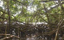 À Tahiti, la dernière sub-mangrove dans un état grave