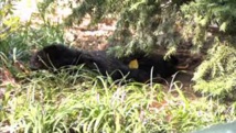 New York : émoi après la découverte d'un ourson mort à Central Park