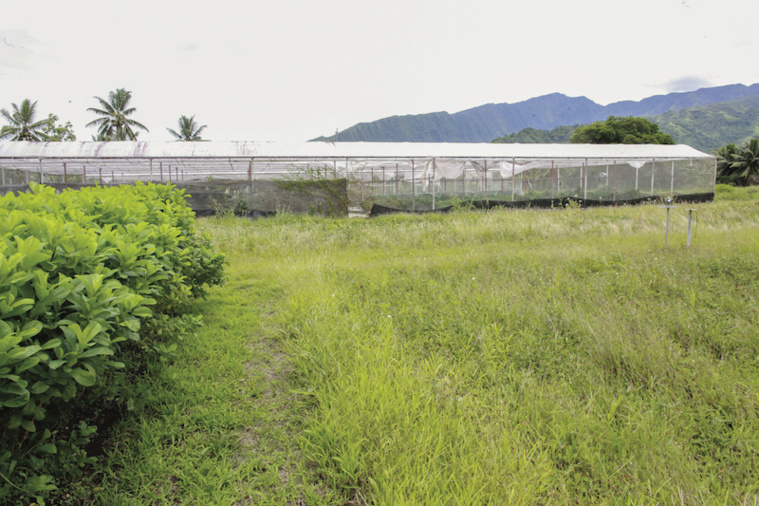 À Papara, la quête de la patate douce parfaite À Papara, la quête de la patate douce parfaite