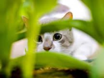 Allemagne: polémique autour d'un projet d'interdiction de la "chasse au chat" Allemagne: polémique autour d'un projet d'interdiction de la "chasse au chat"