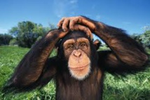 USA: les chimpanzés sont-ils légalement des personnes ?