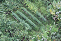Une plantation de pakalolo de la Presqu'Île de Tahiti repérée par hélicoptère. Les équipes au sol des militaires n'auraient rien vu sans le repérage aérien.