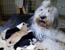 Une chienne adopte un lionceau dans un zoo en Pologne Une chienne adopte un lionceau dans un zoo en Pologne