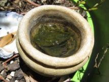 pots, roues, bouteilles et autres contenants, même petits, doivent être vidés puis asséchés ! pots, roues, bouteilles et autres contenants, même petits, doivent être vidés puis asséchés !