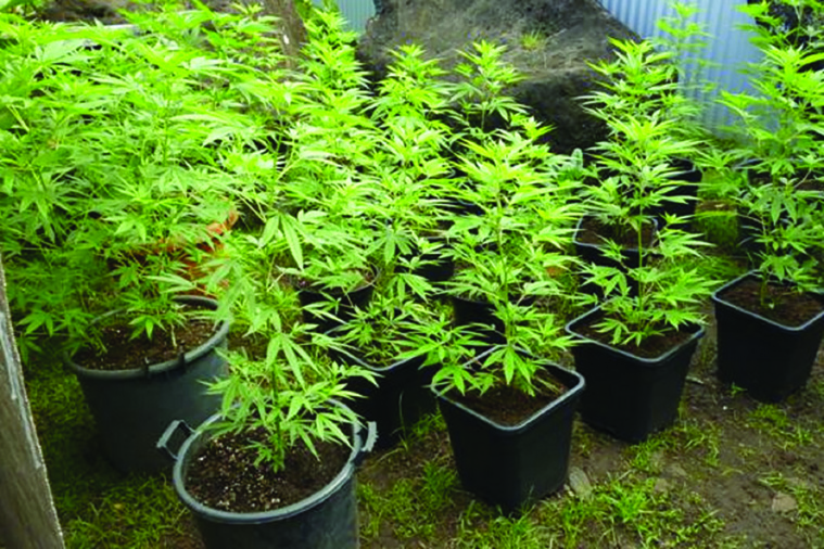 Les chiffres de l’emploi intègrent... les pakaculteurs Les chiffres de l’emploi intègrent... les pakaculteurs