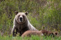 Un chasseur survit à l'attaque d'un grizzly...et aux balles de son sauveteur Un chasseur survit à l'attaque d'un grizzly...et aux balles de son sauveteur