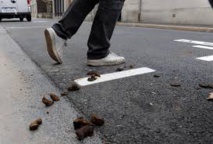 Espagne: une ville embauche des détectives anti-crottes de chien