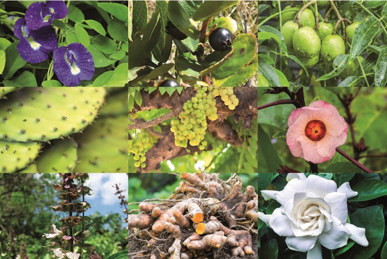 Les promesses de la médecine traditionnelle Les promesses de la médecine traditionnelle