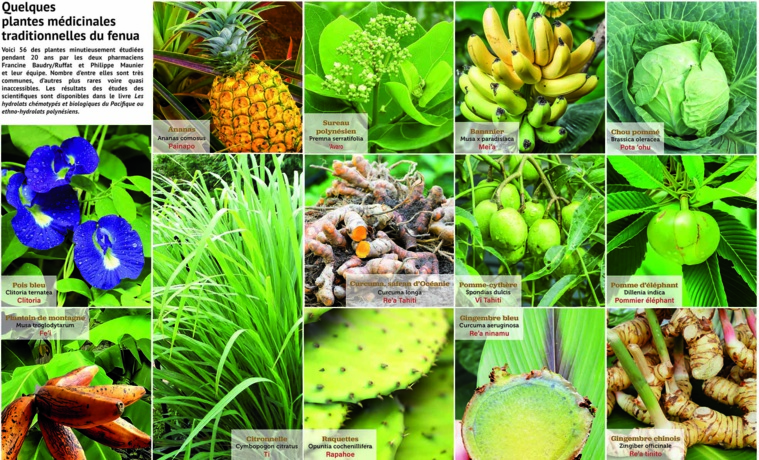 Les promesses de la médecine traditionnelle Les promesses de la médecine traditionnelle