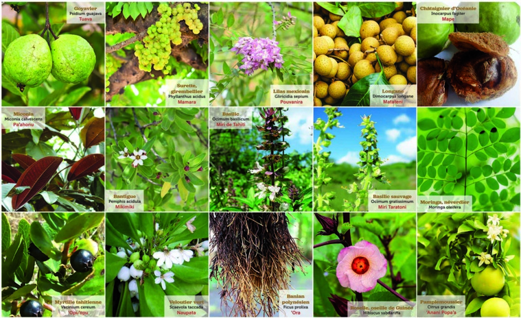 Les promesses de la médecine traditionnelle Les promesses de la médecine traditionnelle