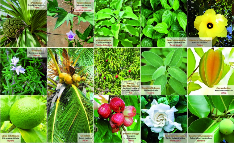 Les promesses de la médecine traditionnelle Les promesses de la médecine traditionnelle