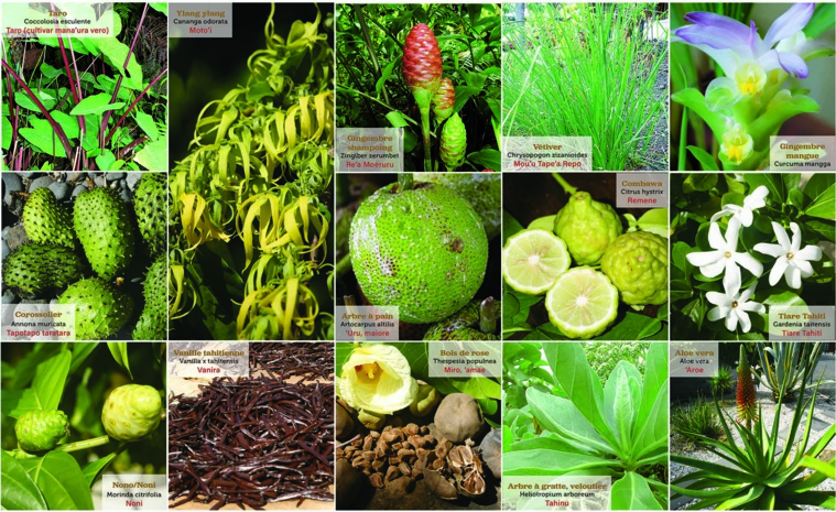 Les promesses de la médecine traditionnelle Les promesses de la médecine traditionnelle