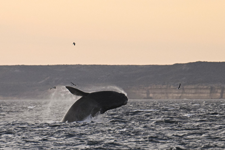Crédit Luis ROBAYO / AFP Crédit Luis ROBAYO / AFP