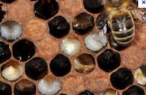 Plan de lutte contre la loque américaine sur l’île de Tubuai