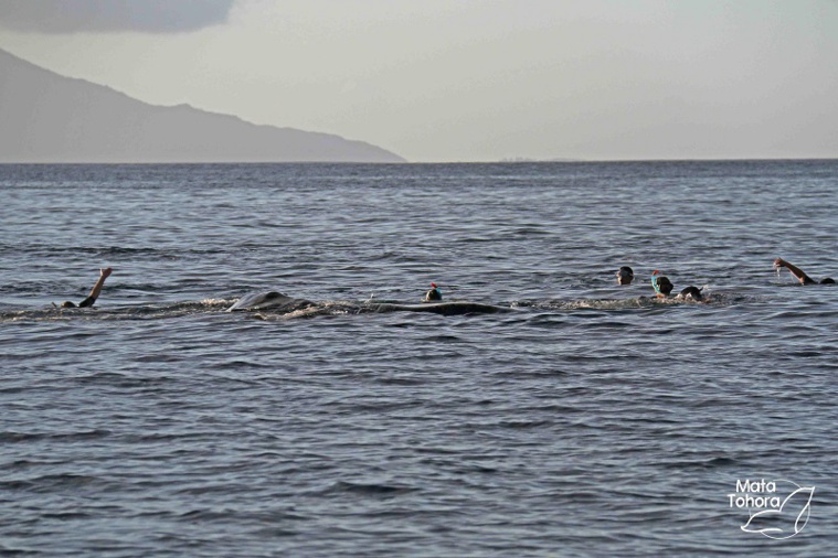 © Mata Tohora © Mata Tohora