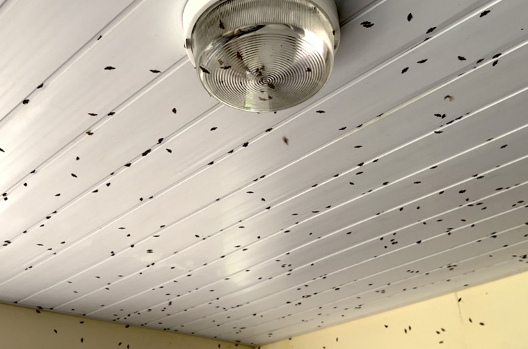 Invasion de papillons à Mangareva Invasion de papillons à Mangareva