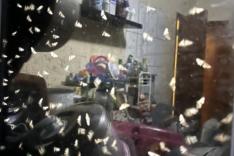 Invasion de papillons à Mangareva Invasion de papillons à Mangareva