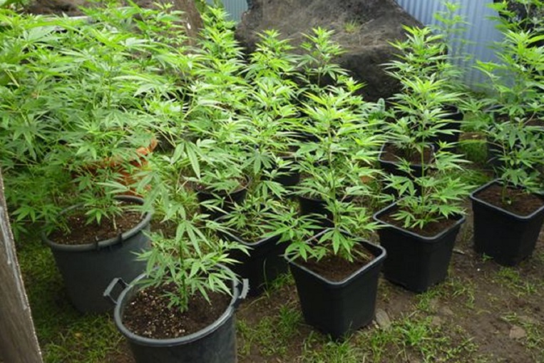 Les gendarmes trouvent 279 plants de cannabis à Papeari