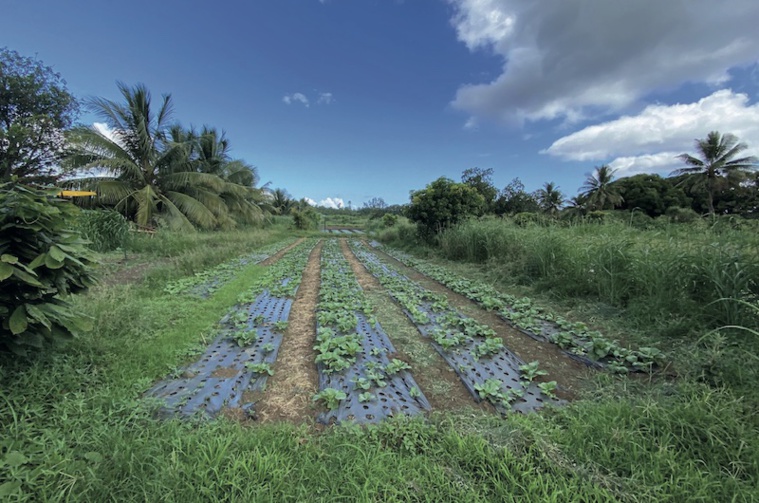 10 ha d'agrisolaire à Mataiea 10 ha d'agrisolaire à Mataiea