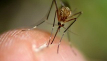 287 cas confirmés de chikungunya